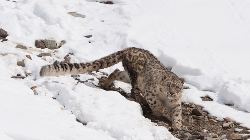 <strong>Track snow leopards:</strong> If the thrill of tracking and the chill of northern India in wintertime appeals to you, join a Himalayan snow leopard expedition with Encounters Asia.