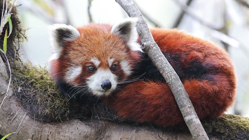 <strong>Search for red pandas: </strong>Trek through the forests of Sikkim with Jungle Travels India for a chance to spot adorable, endangered red pandas.