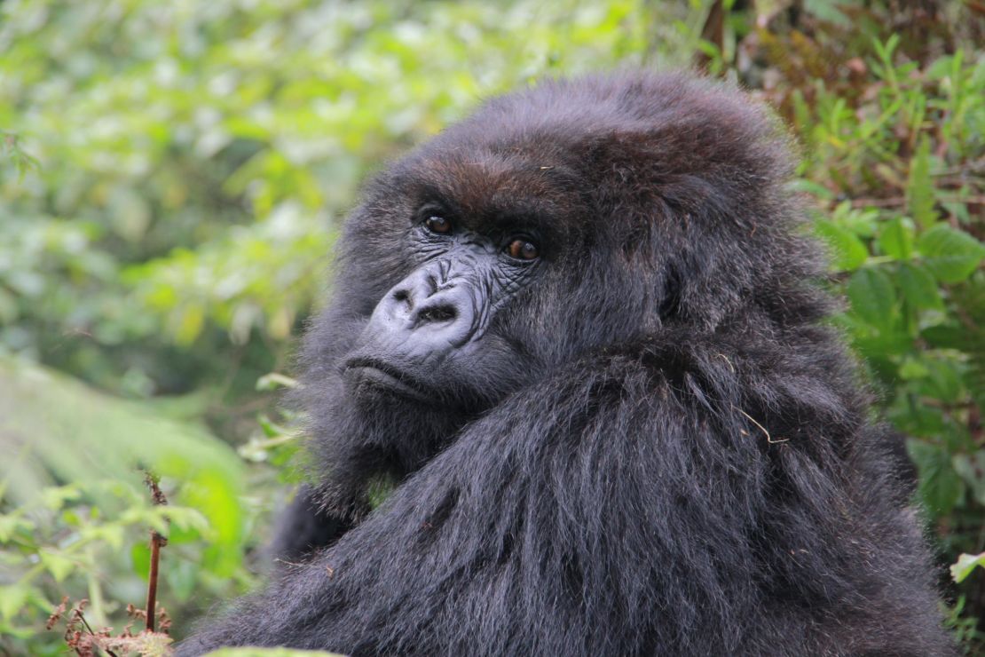 Poppy, pictured here in August 2015, was the last living mountain gorilla made famous by Dian Fossey in "Gorillas in the Mist."