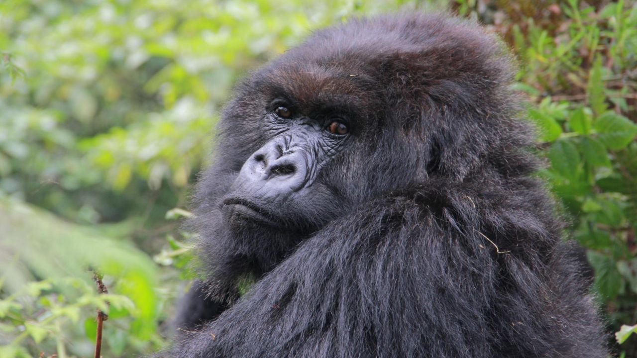 Poppy pictured here in August 2015 was the last living mountain gorilla made famous by Dian Fossey in Gorillas in the Mist. 