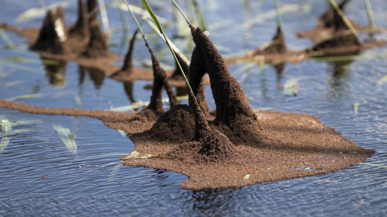 Colonies of fire ants, like the ones seen here, can form "rafts" after floods.