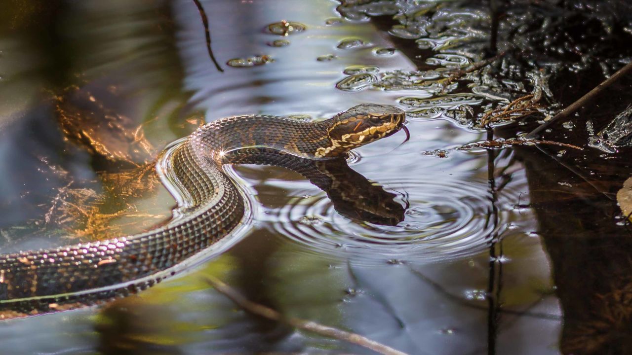 Cottonmouth snakes, like the one pictured here, have been found in floodwater in Tulsa, Oklahoma.