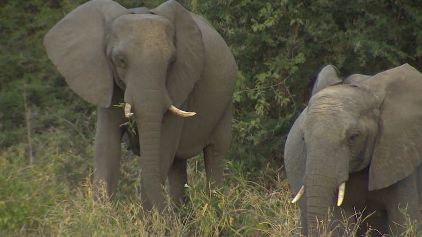 Elephants upclose botswana