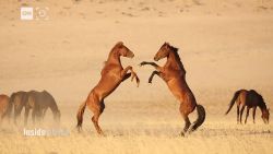 Inside Africa Namibia wild horses environmentalists vision _00000000.jpg