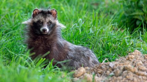 A raccoon dog (Nyctereutes procyonoides), emerging from its den in Germany.