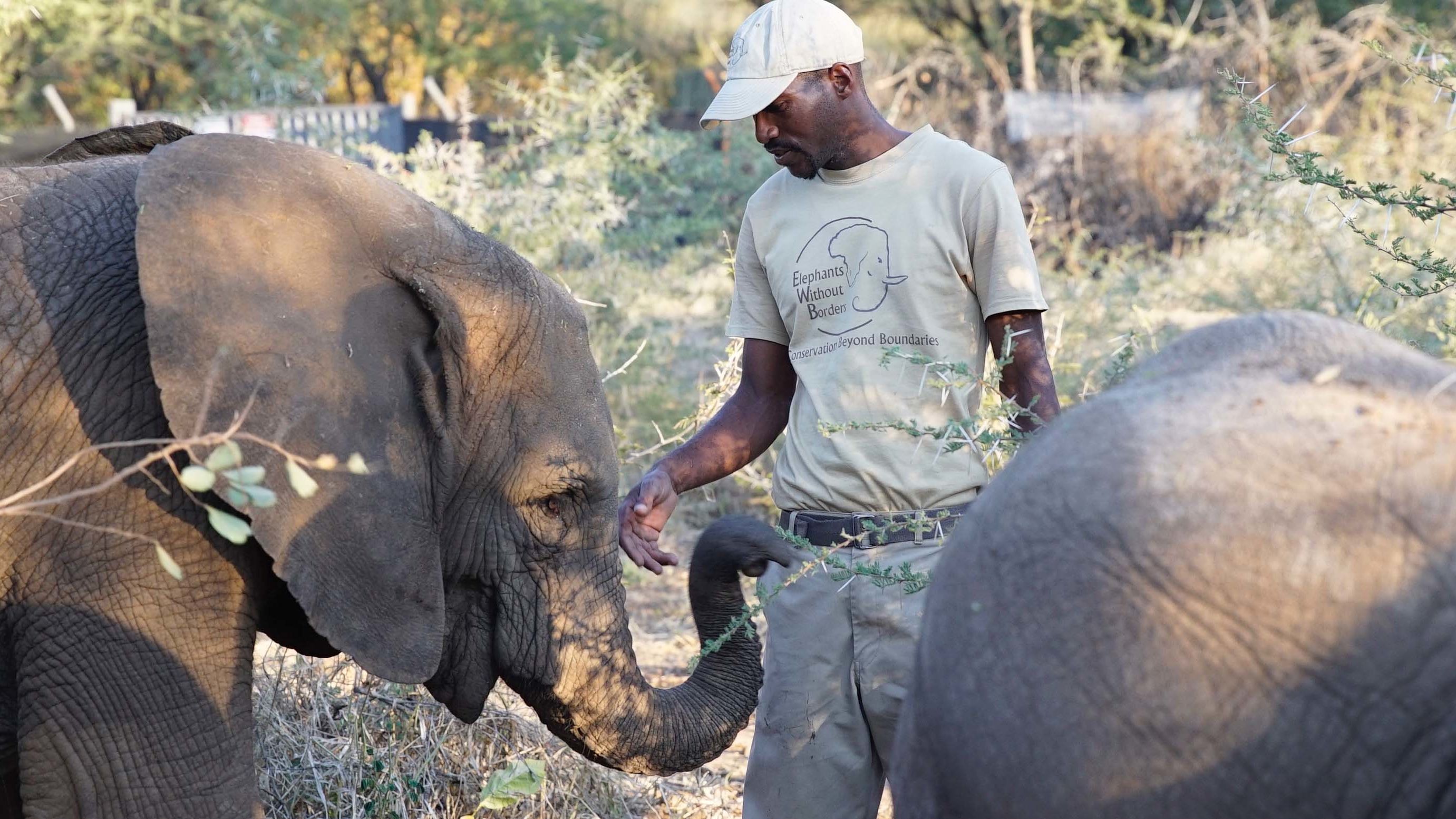 An Elephants without Borders elephant keeper feeds an animal that was orphaned due to human-animal conflict.