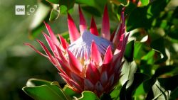 Marketplace Africa Protea flowers South Africa vision_00001327.jpg