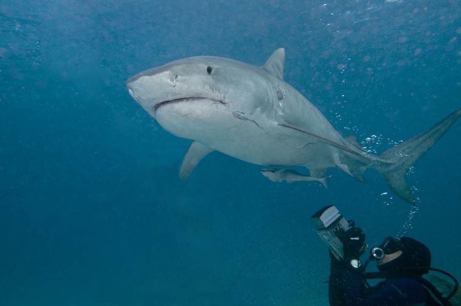 Tiger sharks are inclined to investigate anything on the ocean surface by biting, but are usually well behaved around divers.