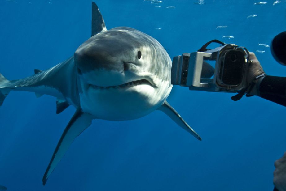 Ron Taylor filming a great white shark. In the early 1970s, Ron and Valerie produced the television series "Taylor's Inner Space." This series of 13 films, featured the Taylors' encounters with the marine life of the western Pacific.