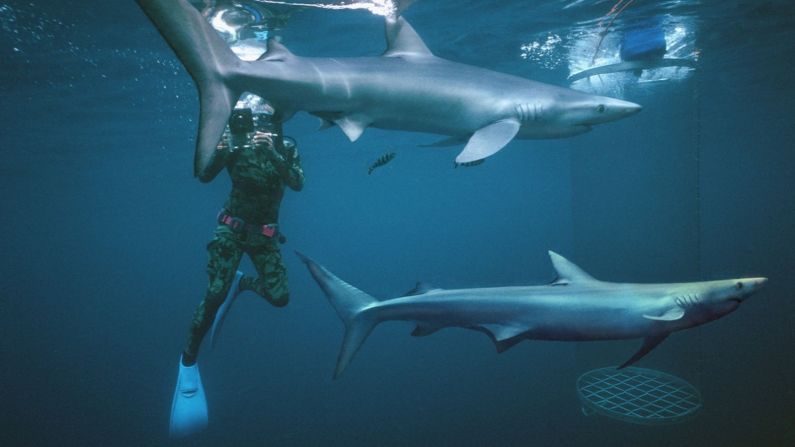 Ron Taylor filming blue sharks off the coast of Albany, Western Australia.