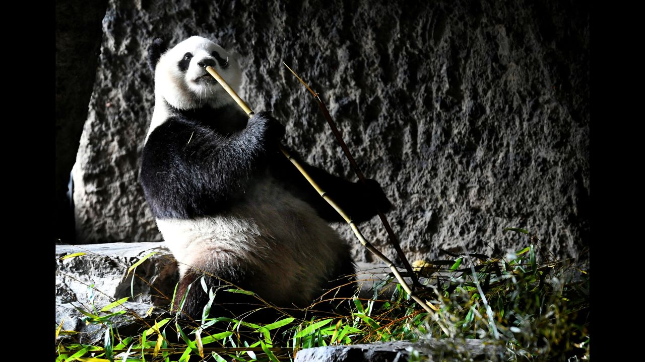A panda enjoys some bamboo at the Pairi Daiza zoo in Brugelette, Belgium, on Wednesday, May 29.