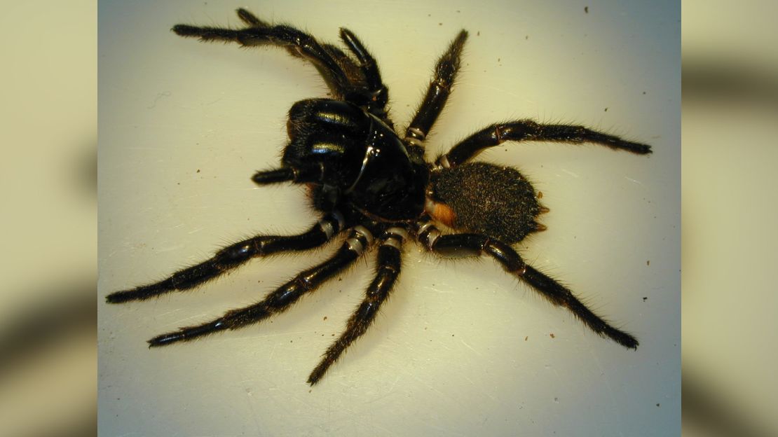 The fungus was enhanced by a toxic found in the venom of funnel-web spiders.