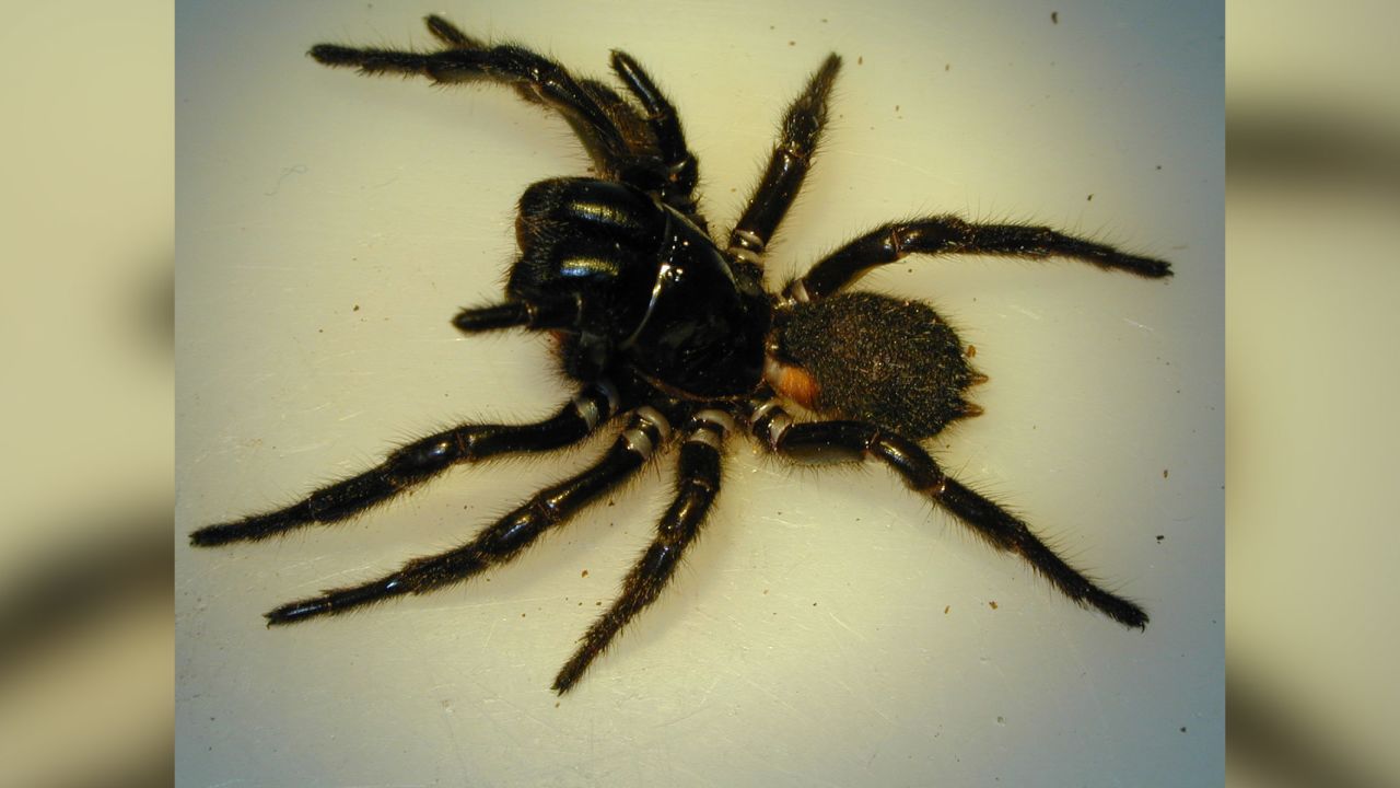 Fungus modified with spider venom offers new hope in fight against malaria CNN