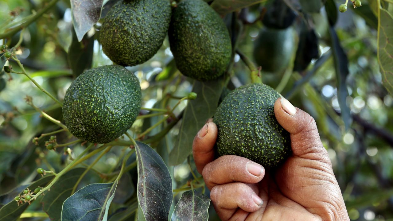 avocados mexico us