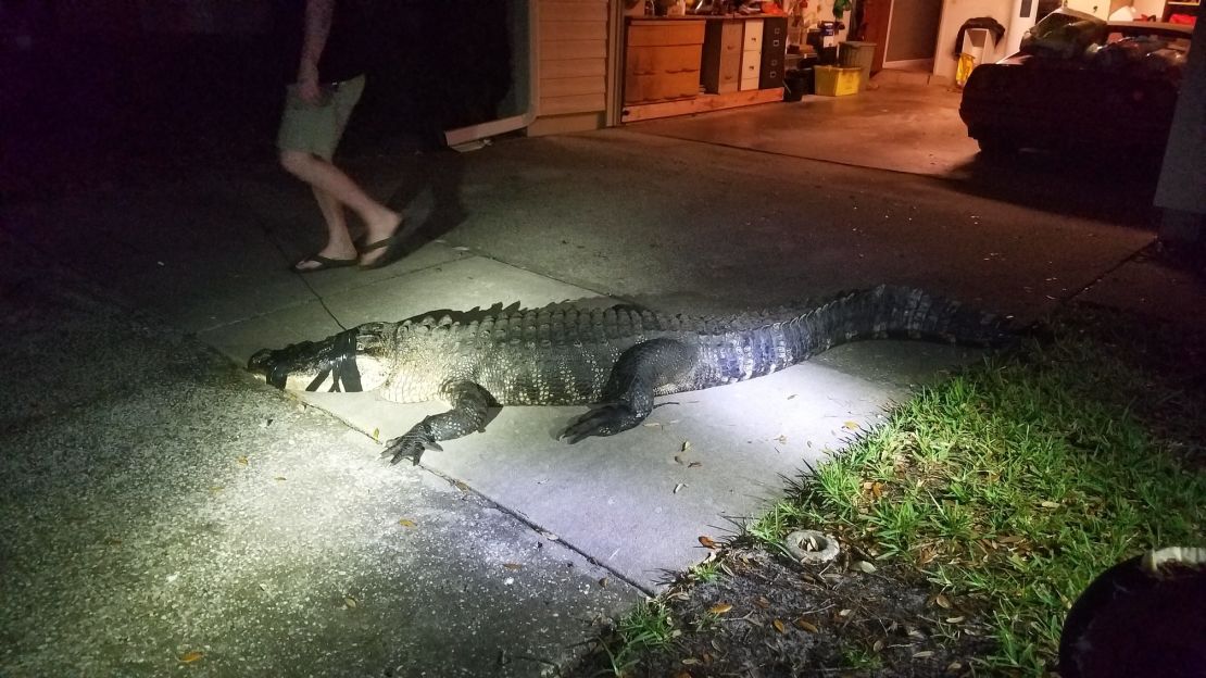 The gator safely out of the home and with officers and animal experts. 