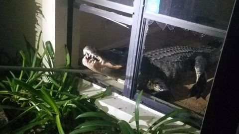 Trappers pulling the gator out of the window it broke in to.