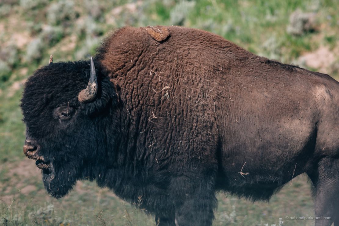 He was awed by the bison of Yellowstone National Park. 