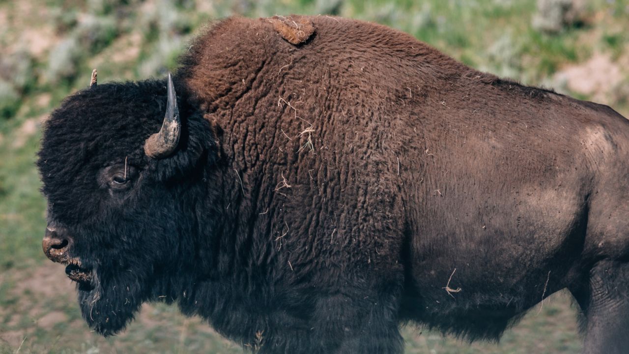 He was awed by the bison of Yellowstone National Park. 