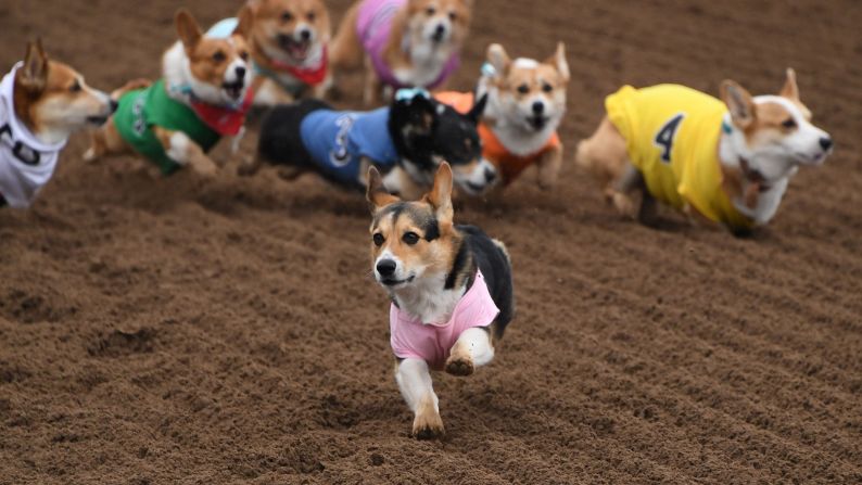 Corgis race during the Southern California "Corgi Nationals" championship at the Santa Anita Horse Racetrack in Arcadia, California, on Sunday, May 26.