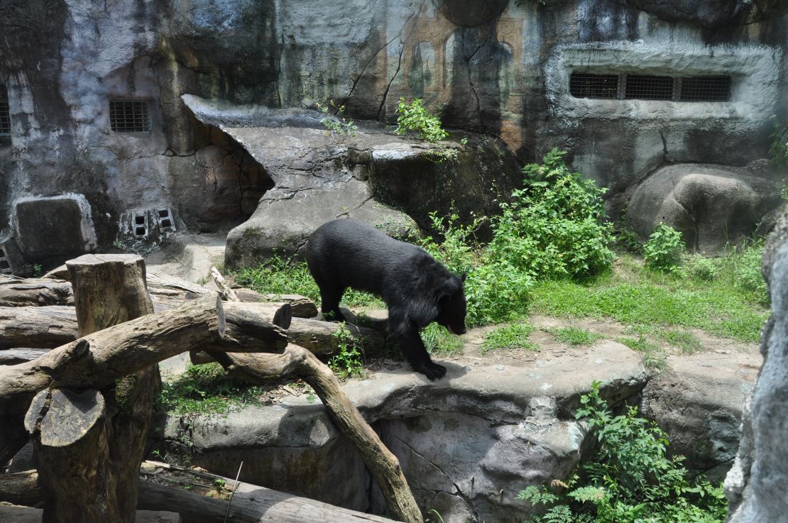 A Formosan black bear strolls through his enclosure at the Taipei Zoo.
