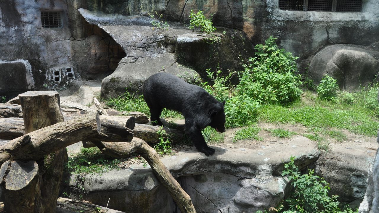 A Formosan black bear strolls through his enclosure at the Taipei Zoo.