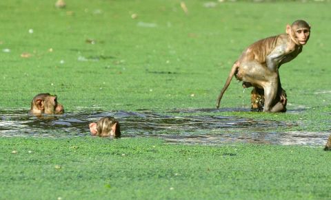 Monkeys cool themselves off in a pond during a hot day in Allahabad on Sunday, June 2.