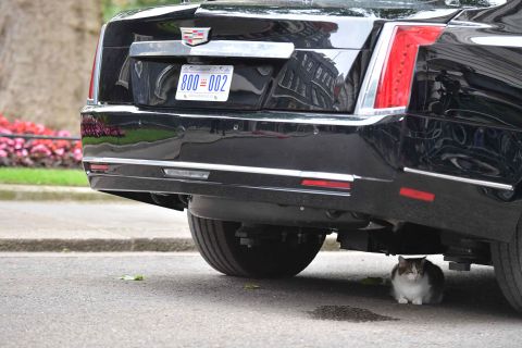 Larry, the No. 10 Downing Street cat, sits underneath The Beast, the presidential armored Cadillac.