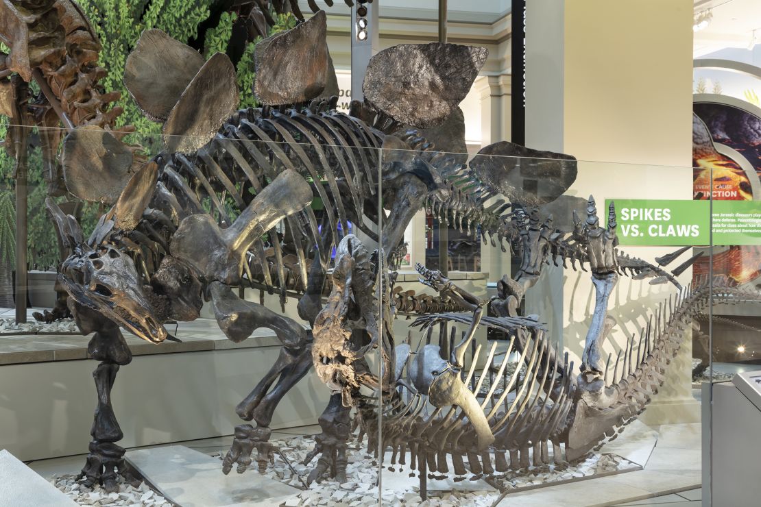 T. rex Fossil Skeleton Will Arrive at Smithsonian April 15