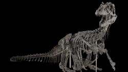 Theropod dinosaur, Allosaurus fragilis, 4734