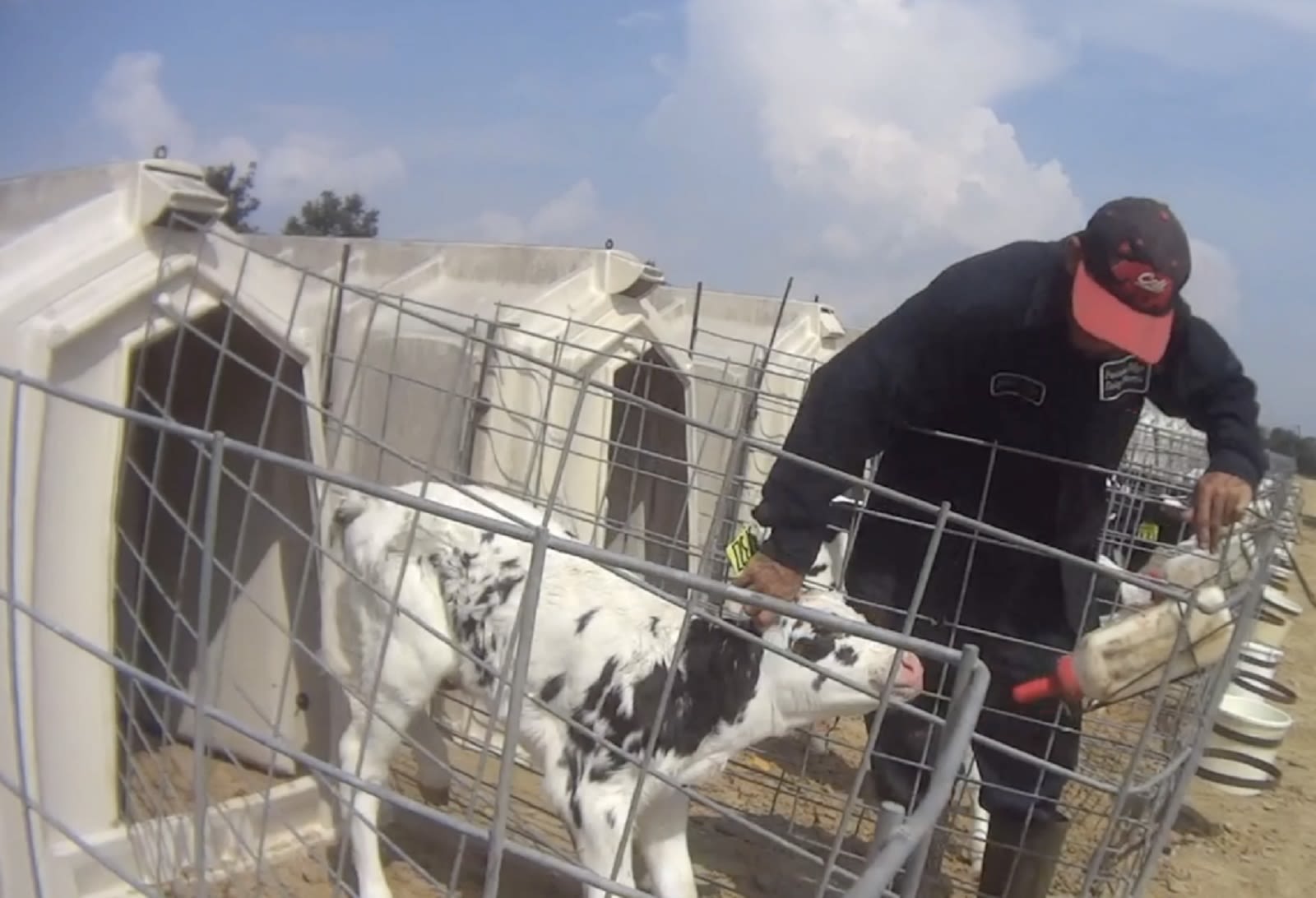 Fair Oaks Farms is under investigation after an undercover animal welfare  activist captured footage of employees abusing calves | CNN Business