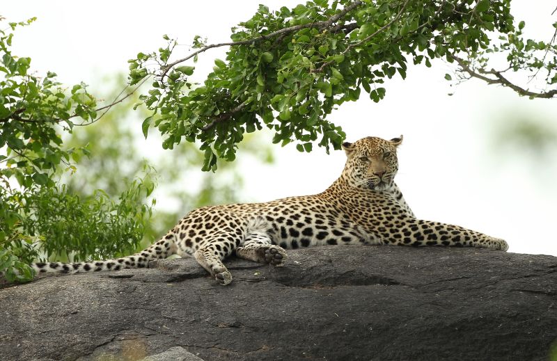 Leopard Kills 2-year-old Boy In Kruger National Park | CNN