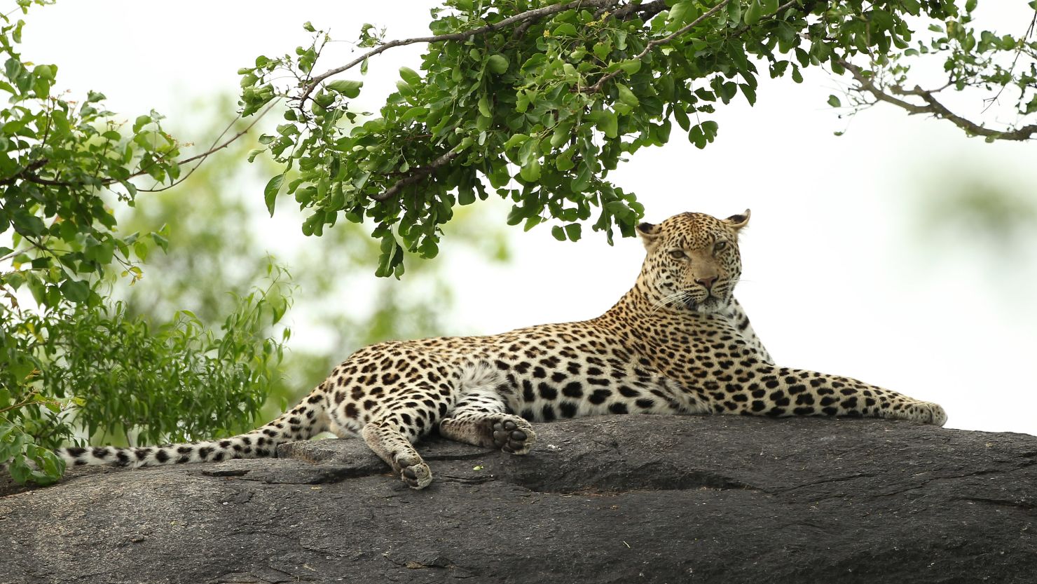 A leopard is pictured on a rock in the Kruger National Park in South Africa. (File photo)