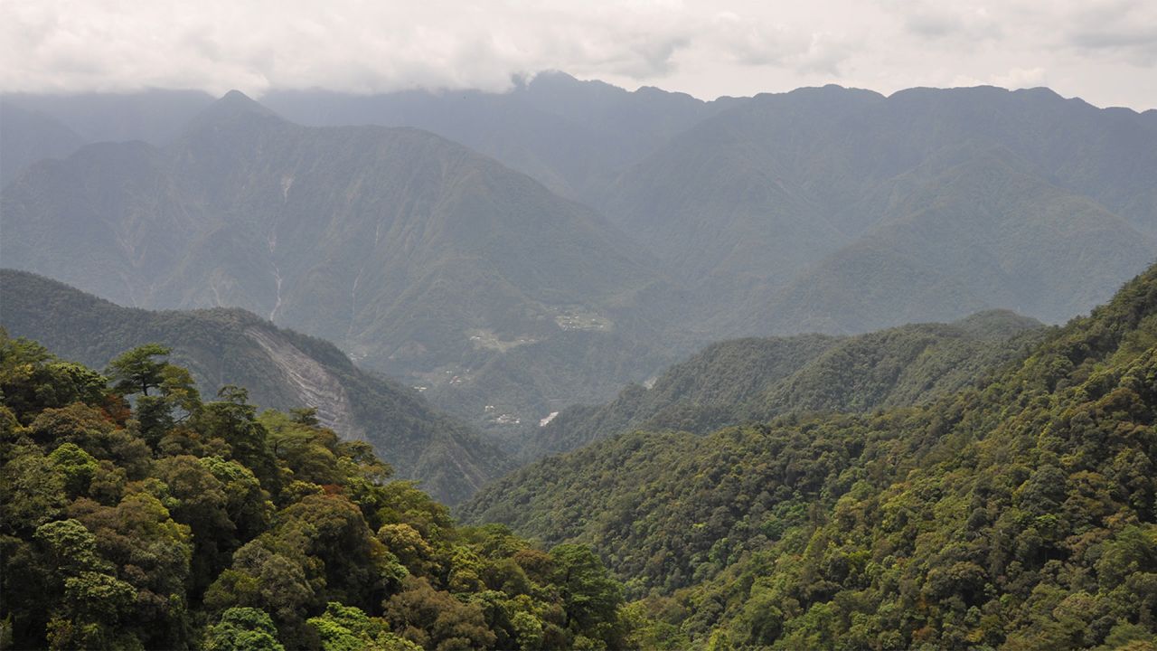 The dense, mountainous forests in eastern Taiwan make up a large part of the bears' native habitat.