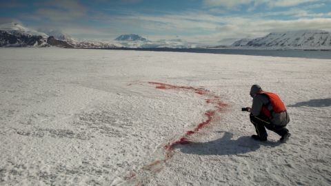 Traces of a polar bear kill.