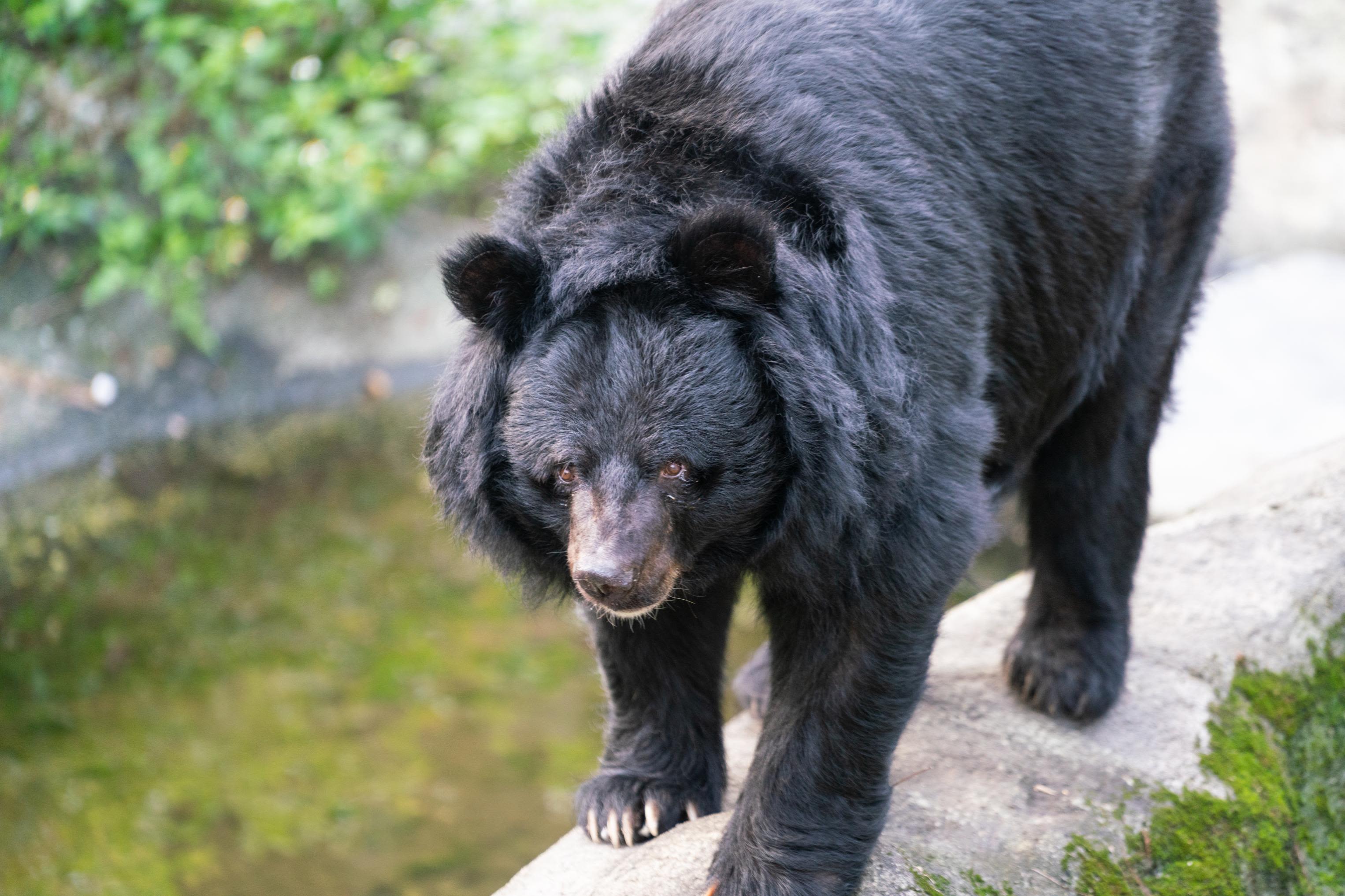 Taiwan used to be home to a huge number of bears. No one really
