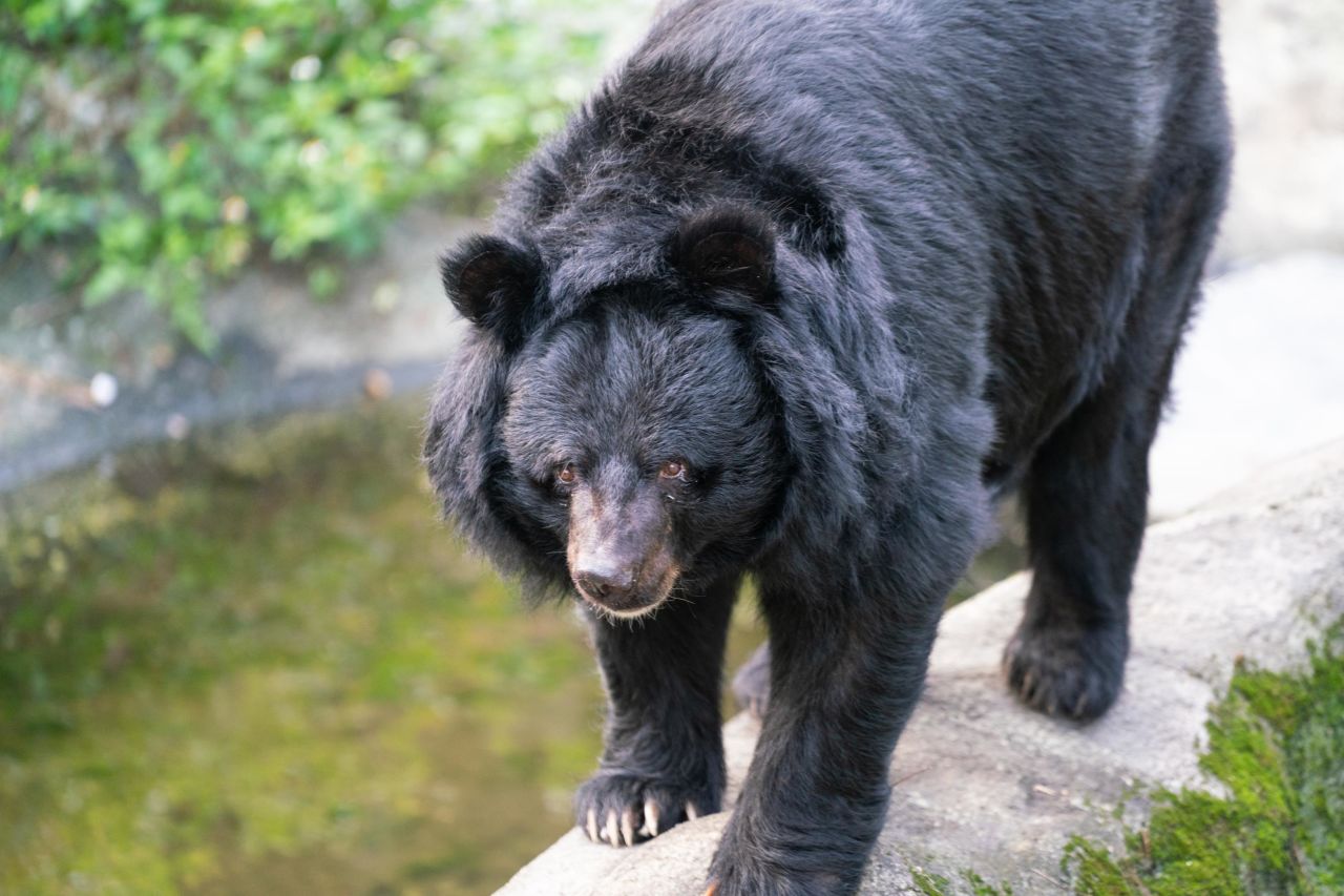<strong>An endangered species: </strong>The Formosan black bear is a large omnivore native to the high, clouded mountains that run down the spine of Taiwan. Illegal hunting and land clearing are pushing the species to the brink of extinction.