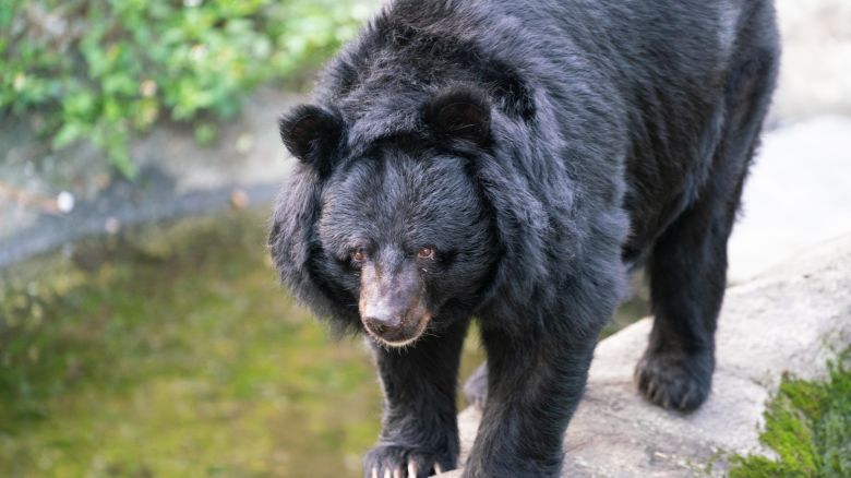 Formosan black bear or Ursus thibetanus formosanus close-up view in Taiwan