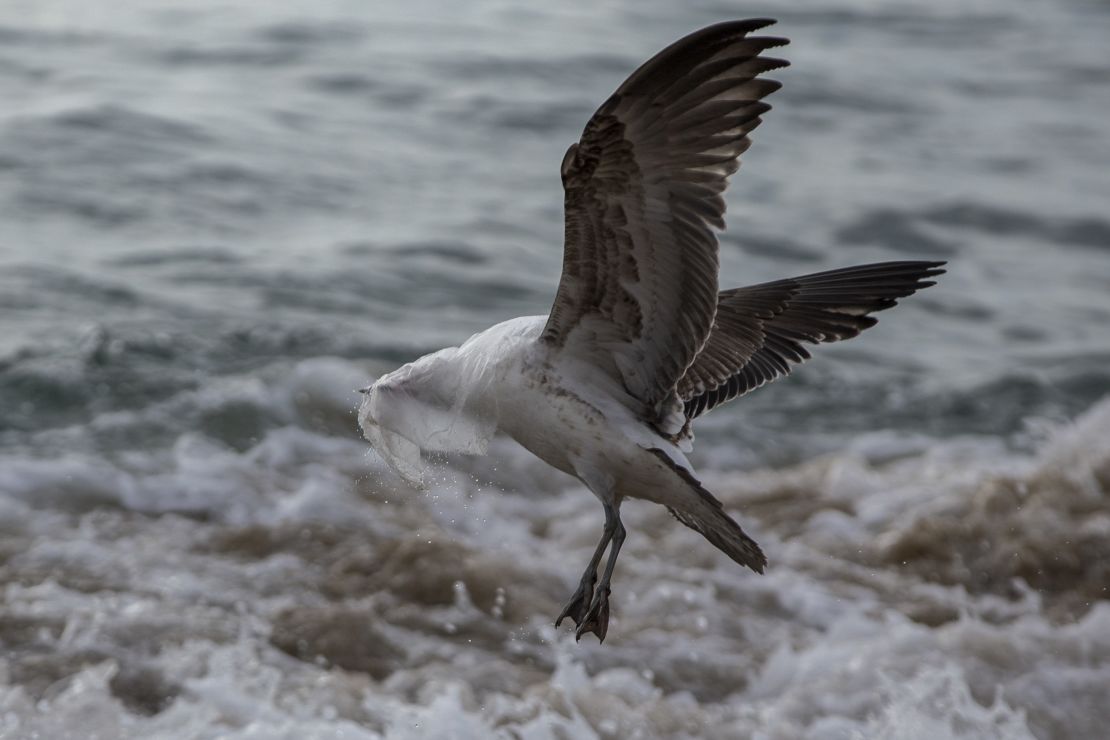A seagull struggles to take flight covered by a plastic bag at Caleta Portales beach in Valparaiso, Chile.