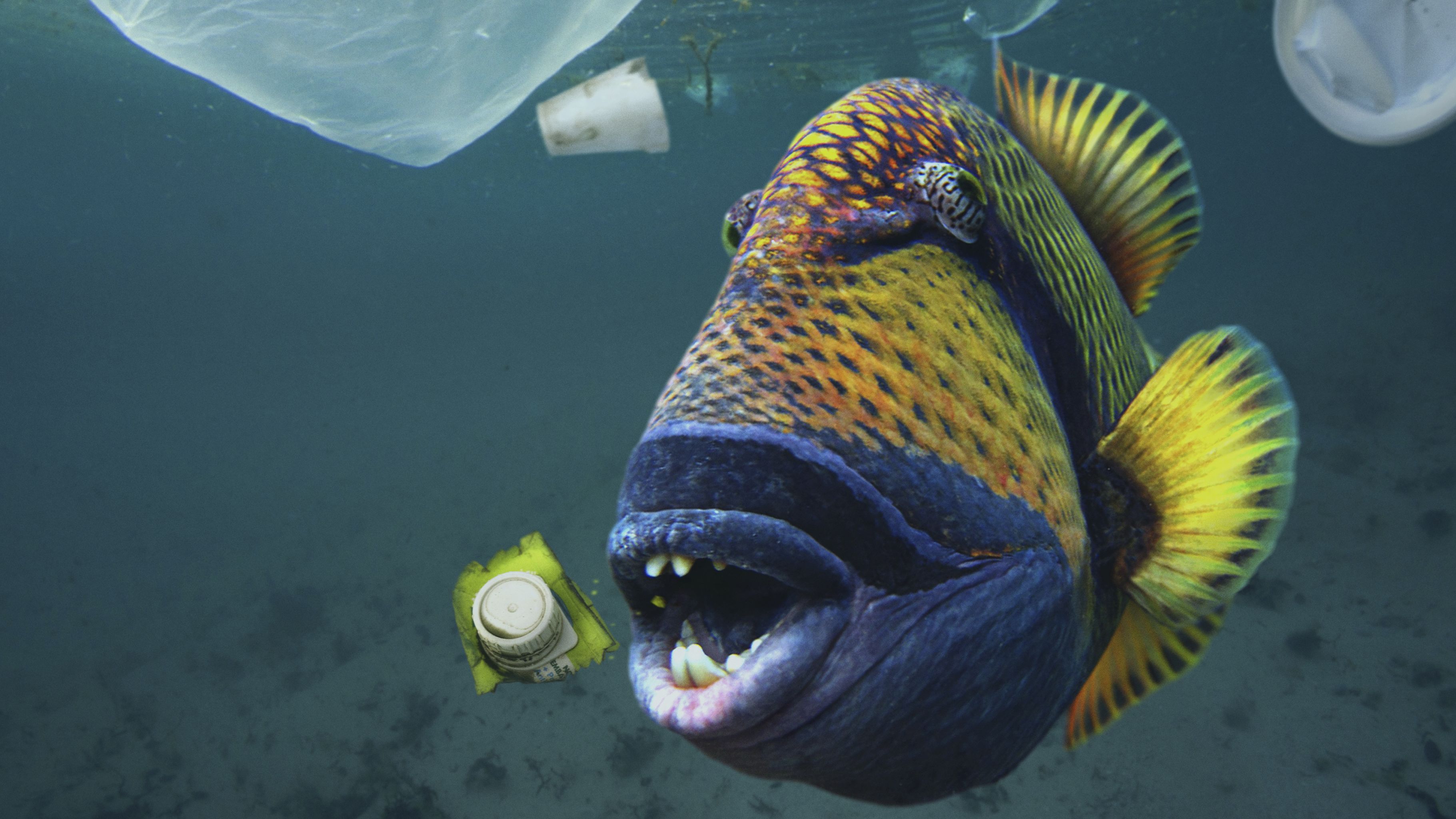 Titan triggerfish eat plastic trash in the waters of Maldives.