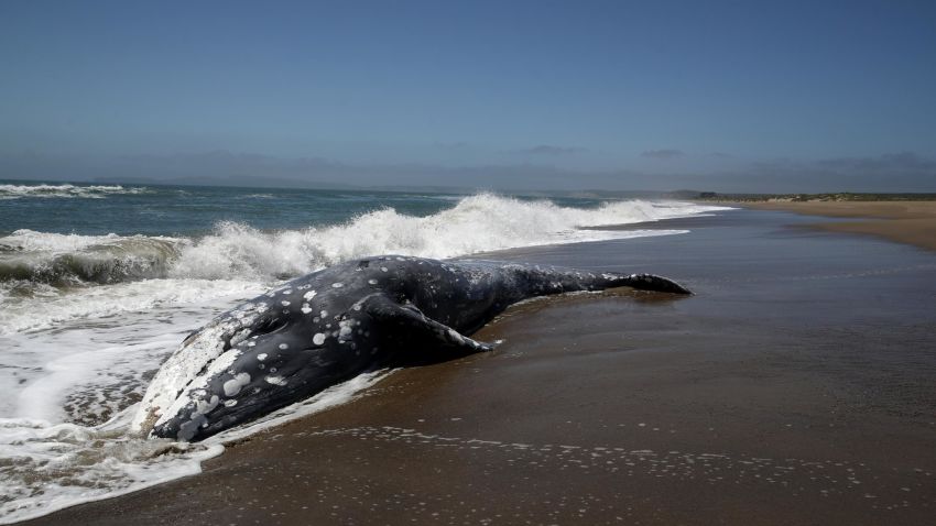 POINT REYES STATION, CALIFORNIA - MAY 23: A dead Gray Whale sits on the beach at Limantour Beach on May 23, 2019 in Point Reyes Station, California. A thirteenth Gray Whale washed up dead on a San Francisco Bay Area beach as scientists try to figure what is killing the whales. Dozens of Gray Whales have been found dead along the Pacific Coast between California and Washington since the beginning of the year. (Photo by Justin Sullivan/Getty Images)