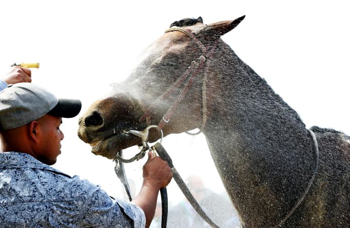 A horse is sprayed down after the Acorn Stakes at Belmont Park. The Acorn Stakes is one of the earlier races that precede the Belmont Stakes.