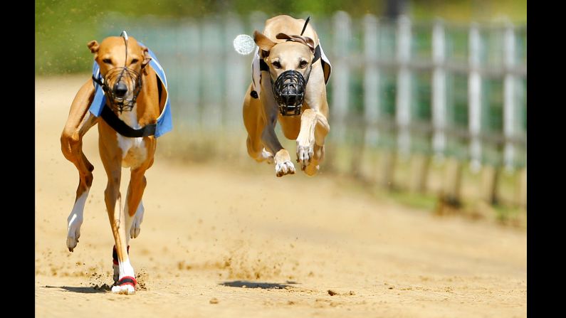 Greyhounds compete during an annual international dog race in Gelsenkirchen, Germany, June 9, 2019.