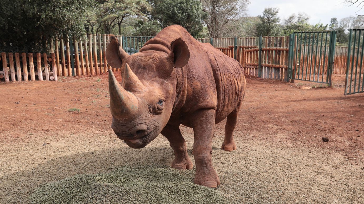 <strong>Maxwell: </strong>Maxwell is a 13-year-old rhino. He was born blind and rejected by his mother, but he now has a "forever home" at the orphanage. 