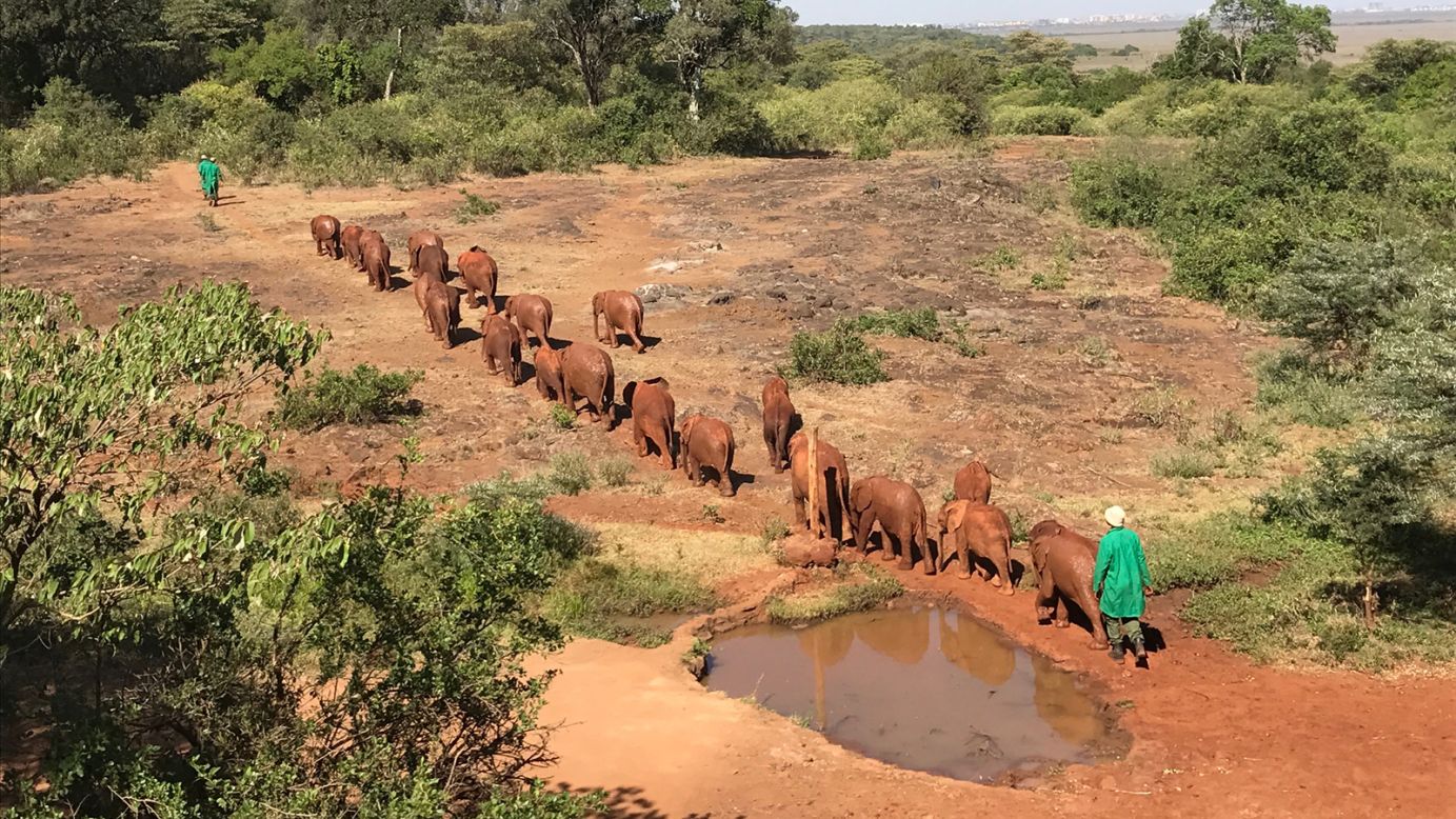 <strong>The herd returns: </strong>The little herd makes its way back to the nursery after roaming through the sanctuary. 
