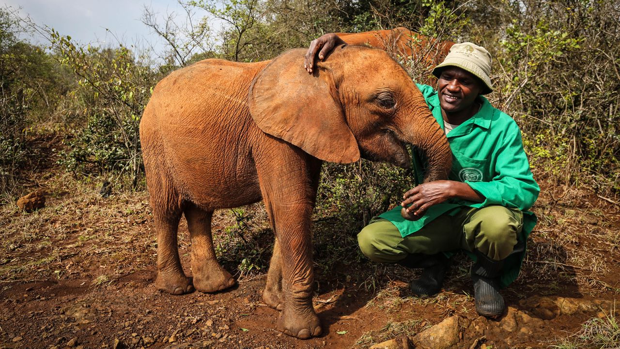 <strong>Elephant and keeper: </strong>The elephants spend three years at the nursery, while they are still milk-dependent. Then they are slowly rehabilitated into the wild. 