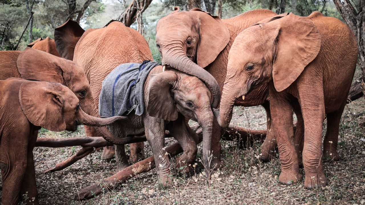 <strong>Little and large: </strong>Orphans Musiara, Tamiyoi, Mukkoka, Malkia and Jotto are gathered together. 
