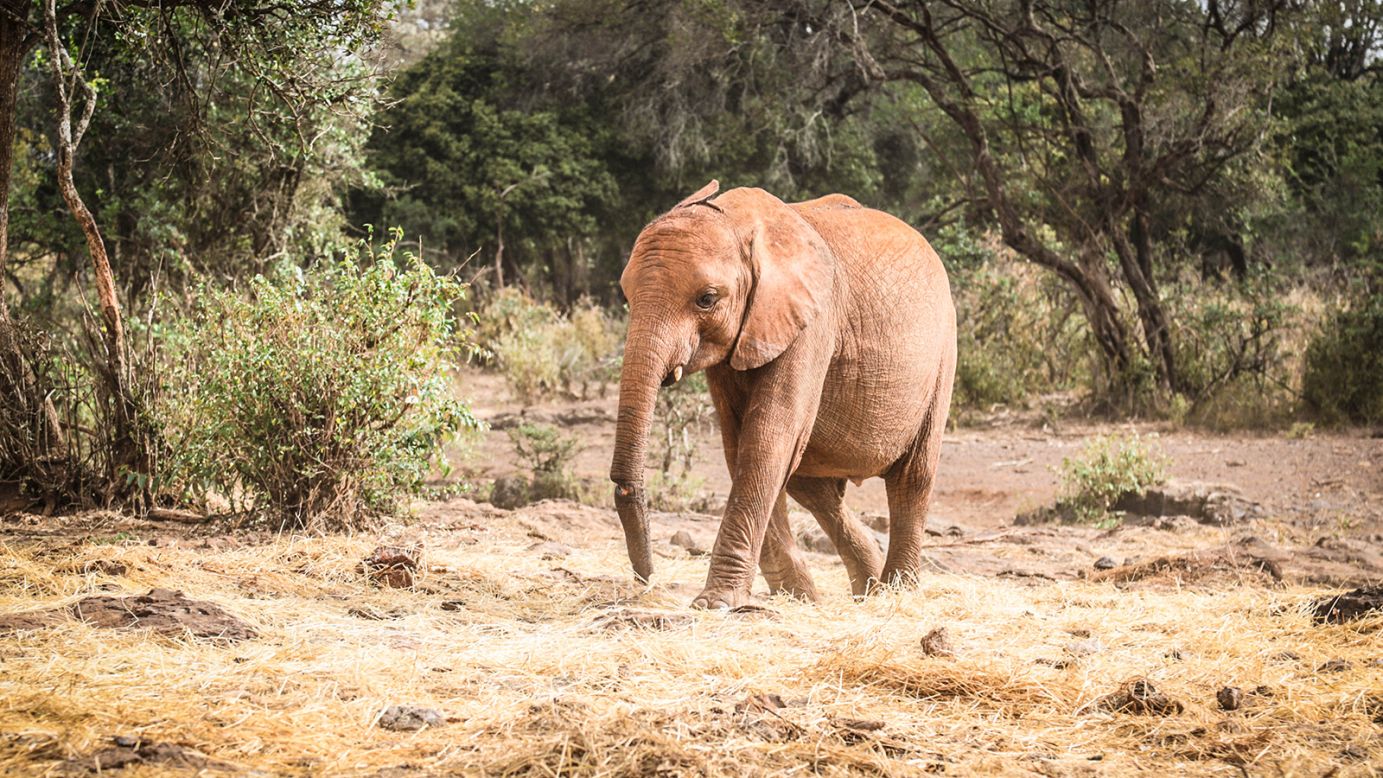 <strong>Enkesha:</strong> Enkesha's trunk was nearly severed by a wire snare, but after being operated on, it has stitched together well. 