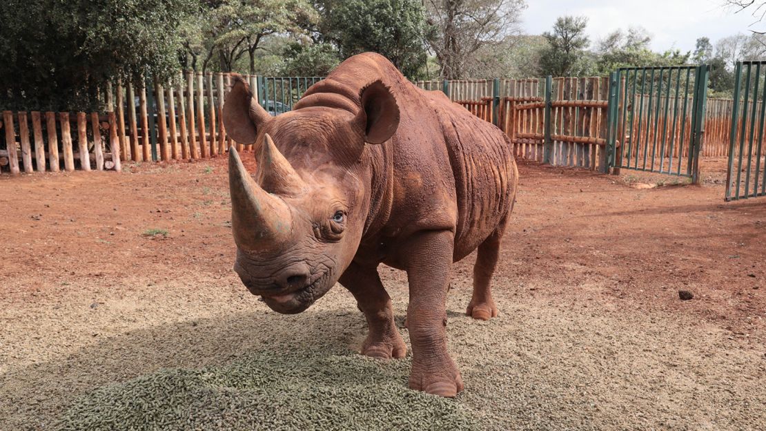 Maxwell, a blind rhino, is a permanent resident at the nursery.