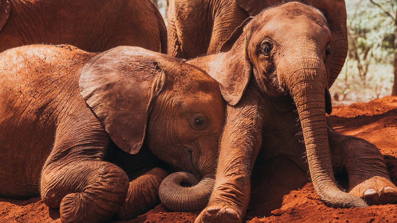 The Kenyan mud makes the elephants' naturally gray hides appear red. 