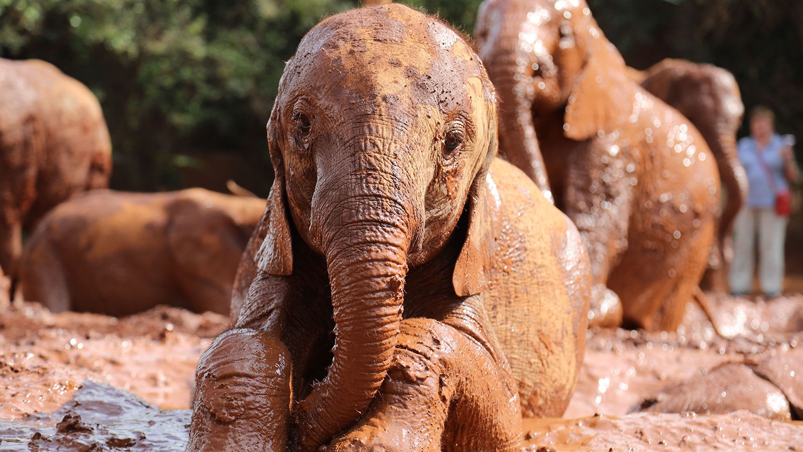 Orphaned elephants get new life in Kenya